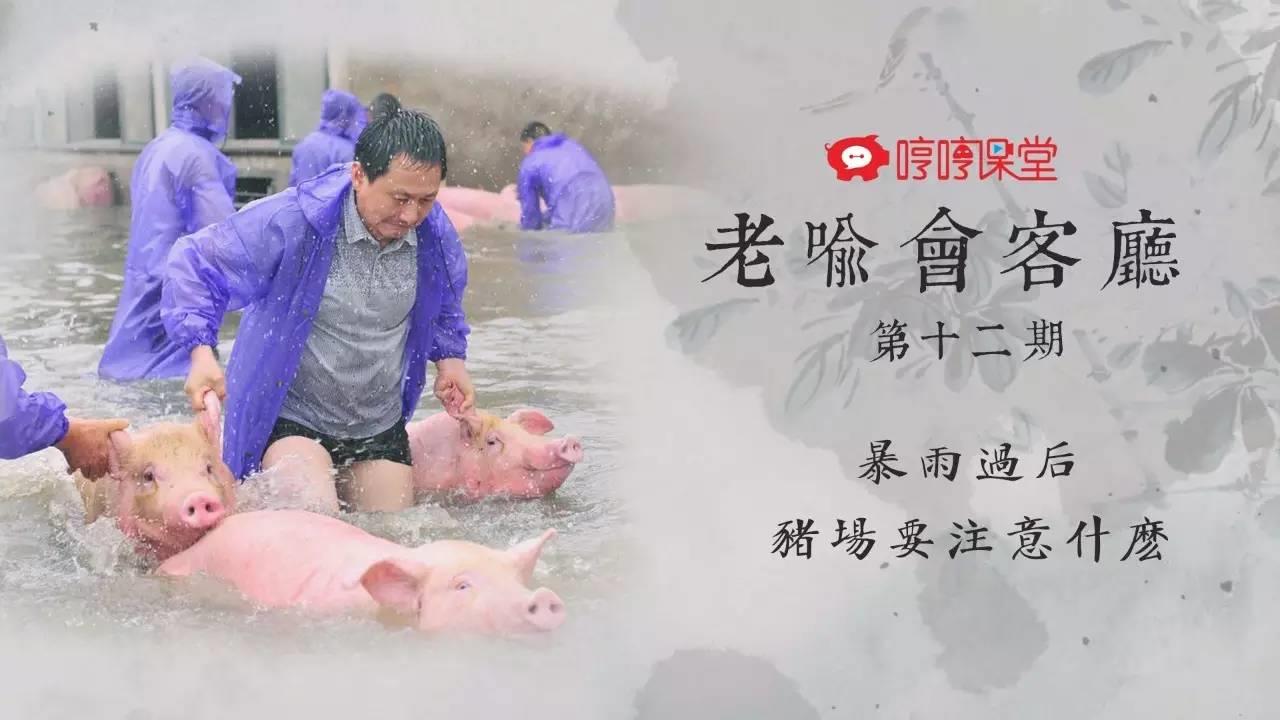 暴雨过后猪场应该注意什么丨老喻会客厅